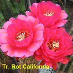 Tr. Rot California.4.1.jpg 